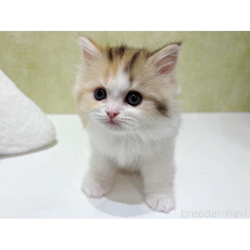 販売中の東京都のラガマフィン-139634の3枚目