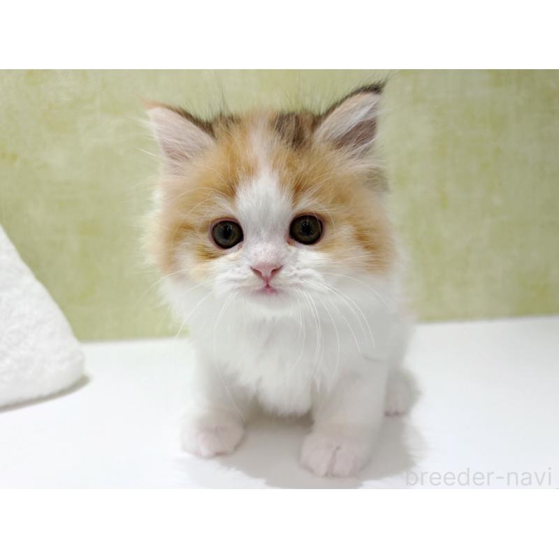 販売中の東京都のラガマフィン-139635の6枚目