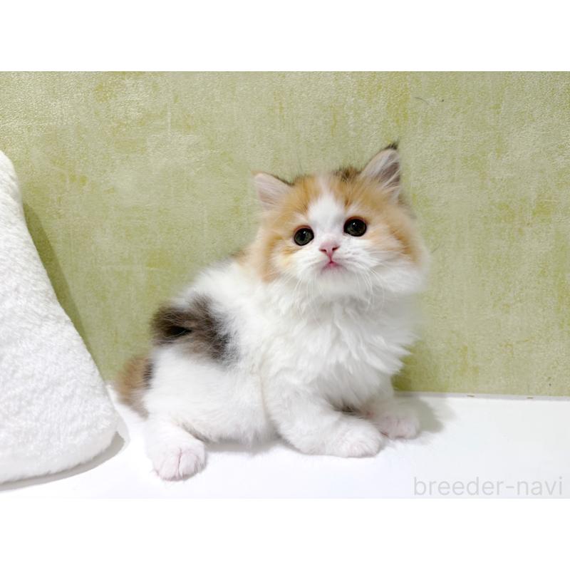 販売中の東京都のラガマフィン-139635の5枚目