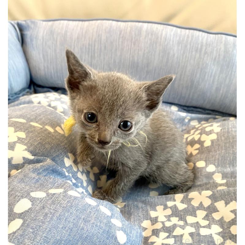 販売中の東京都のロシアンブルー-137894