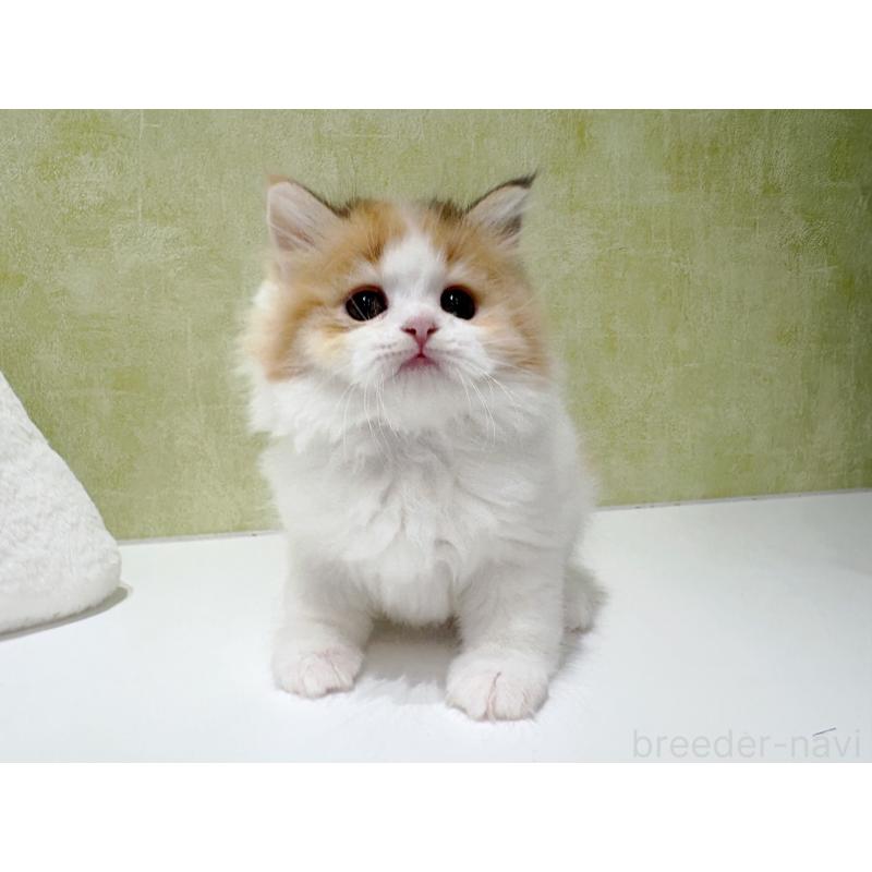 販売中の東京都のラガマフィン-139635の3枚目