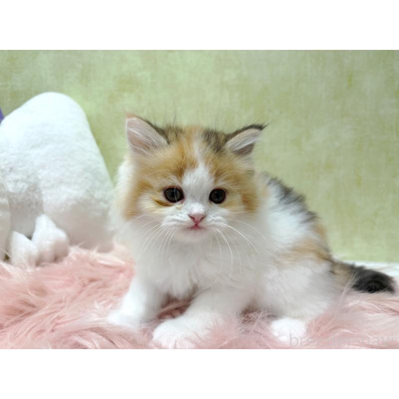 販売中の東京都のラガマフィン-139635の2枚目