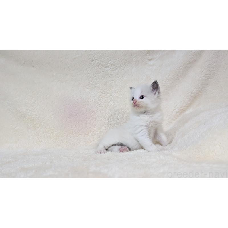 販売中の宮城県のラグドール-139636の7枚目