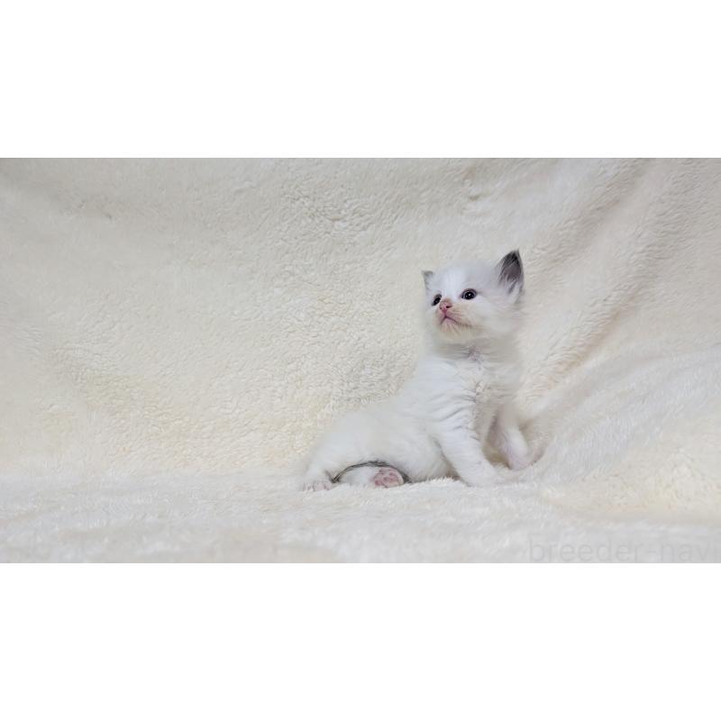 販売中の宮城県のラグドール-139636の6枚目