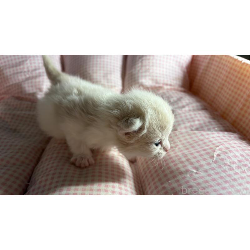 販売中の愛知県のミヌエット-139637の9枚目