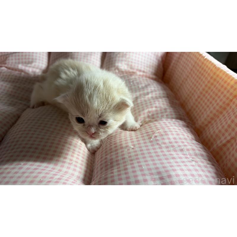 販売中の愛知県のミヌエット-139637の8枚目