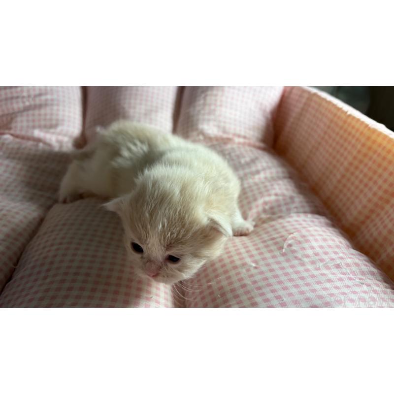 販売中の愛知県のミヌエット-139637の7枚目