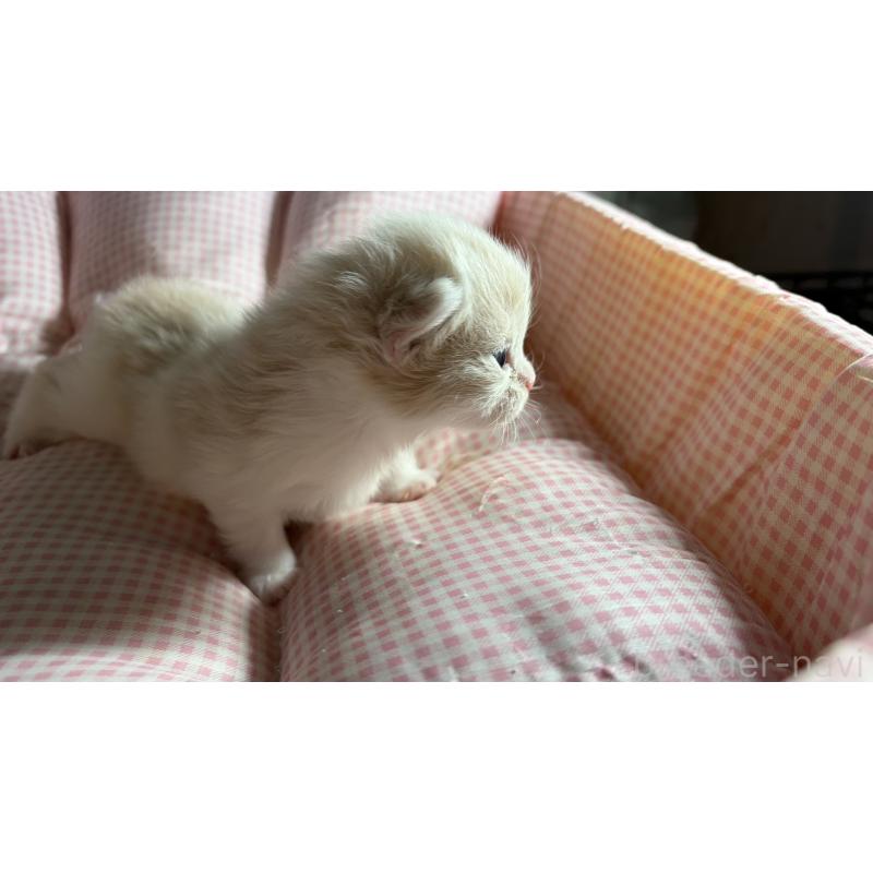 販売中の愛知県のミヌエット-139637の6枚目