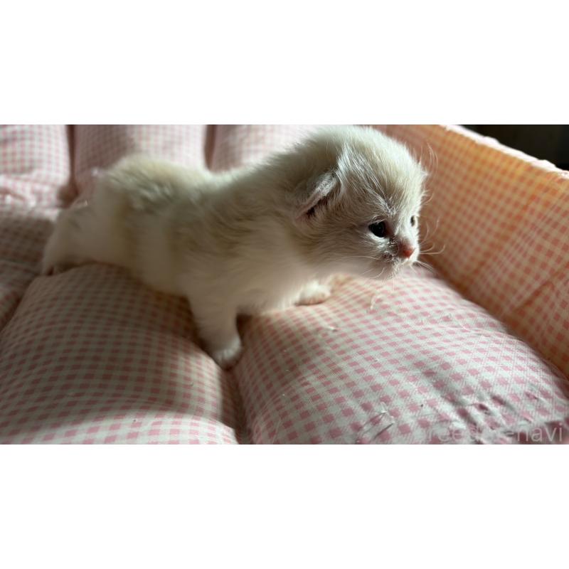 販売中の愛知県のミヌエット-139637の5枚目