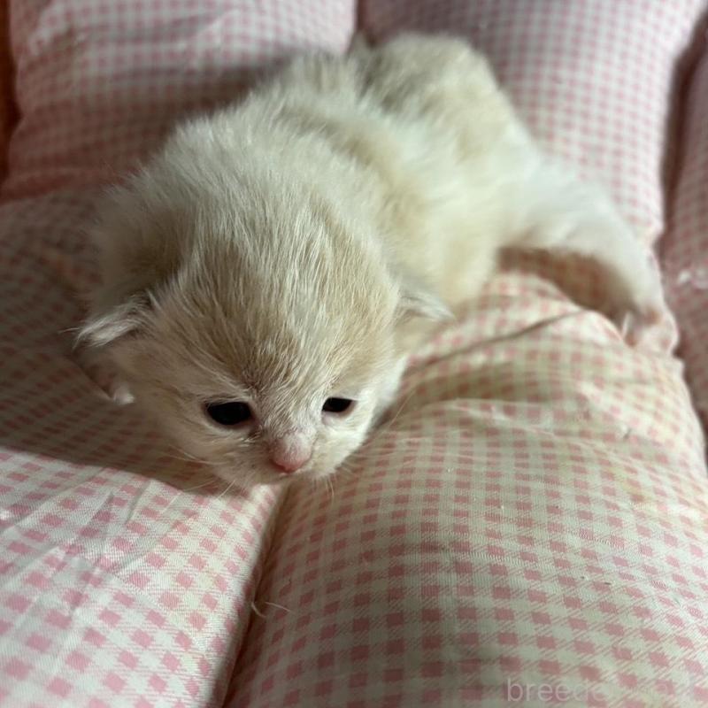 販売中の愛知県のミヌエット-139637の4枚目