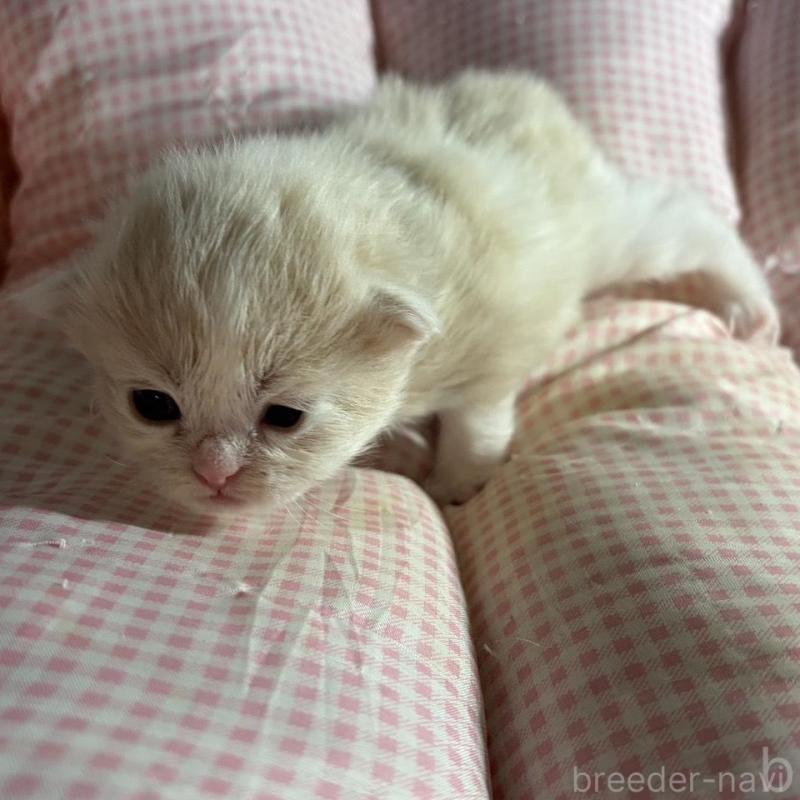 販売中の愛知県のミヌエット-139637の3枚目