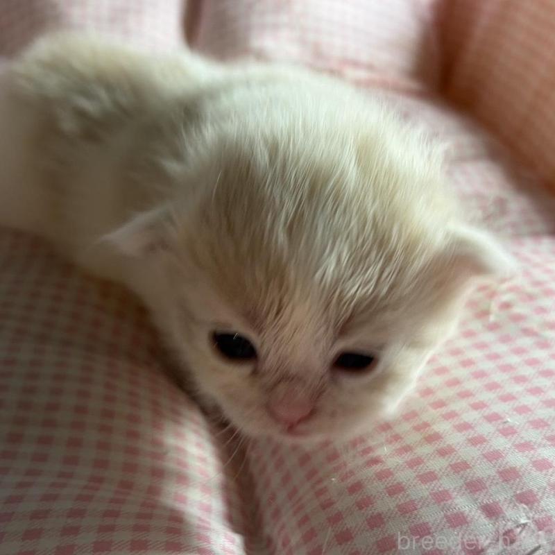 販売中の愛知県のミヌエット-139637の1枚目