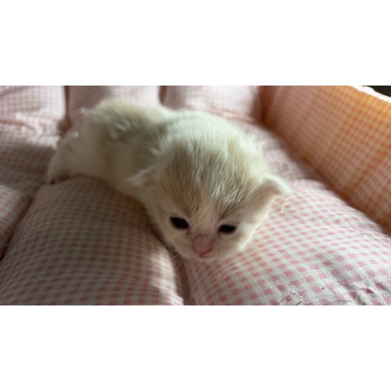 販売中の愛知県のミヌエット-139637の2枚目