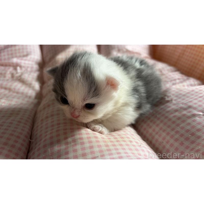 販売中の愛知県のミヌエット(短足)-139638の10枚目