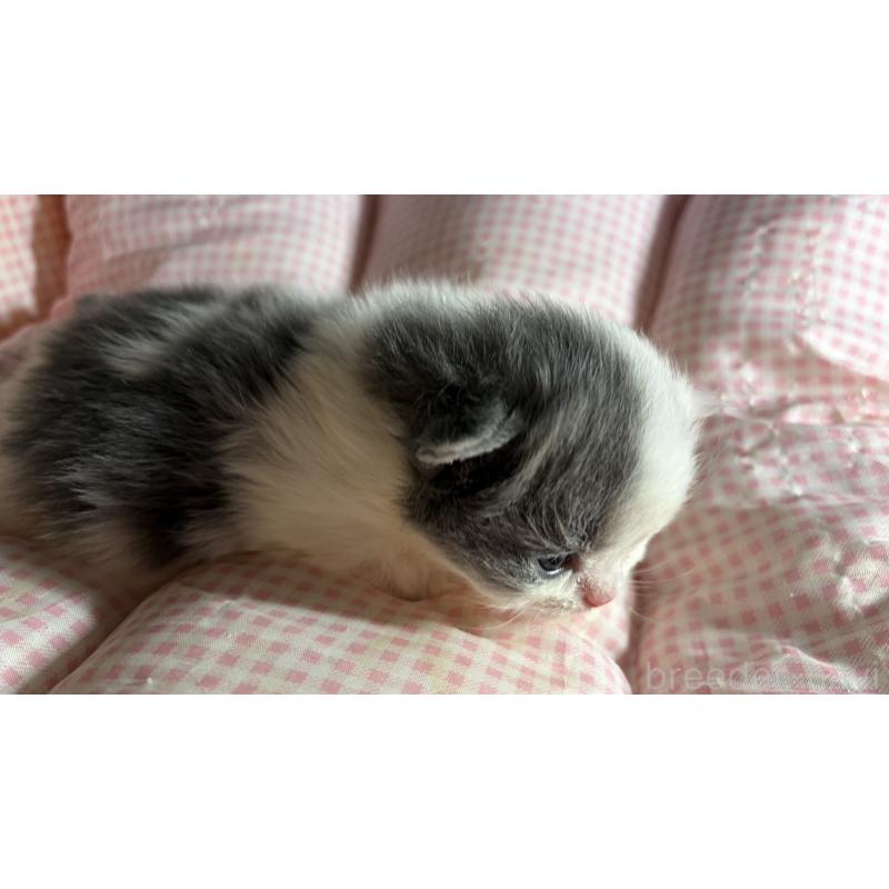 販売中の愛知県のミヌエット(短足)-139638の8枚目