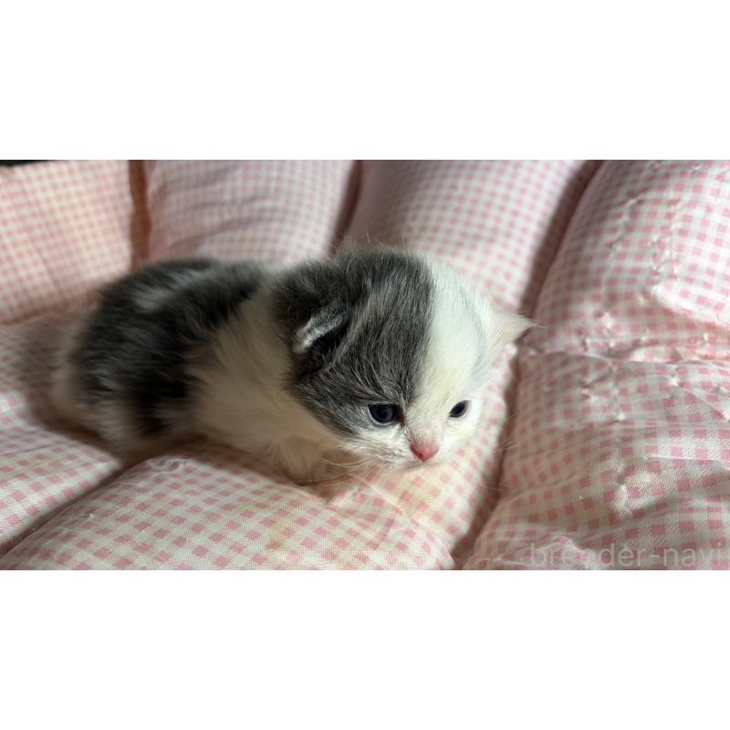 販売中の愛知県のミヌエット(短足)-139638の7枚目