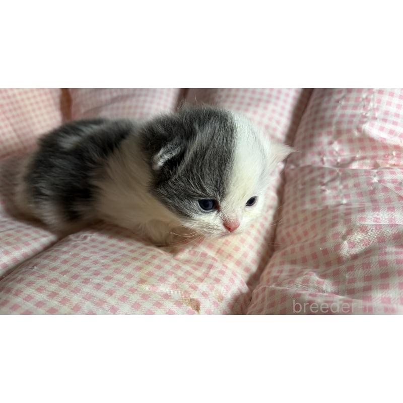 販売中の愛知県のミヌエット(短足)-139638の6枚目