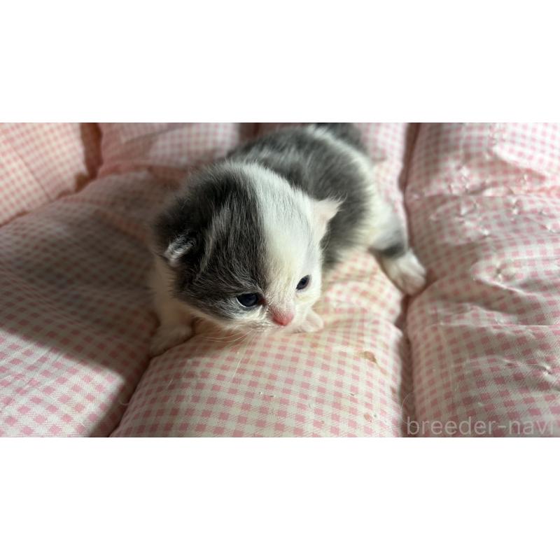 販売中の愛知県のミヌエット(短足)-139638の5枚目