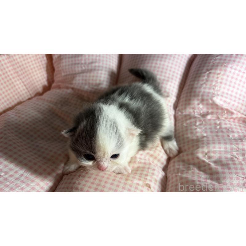 販売中の愛知県のミヌエット(短足)-139638の3枚目