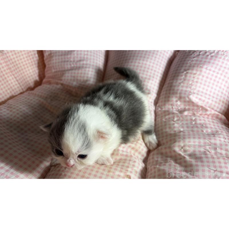 販売中の愛知県のミヌエット(短足)-139638の2枚目