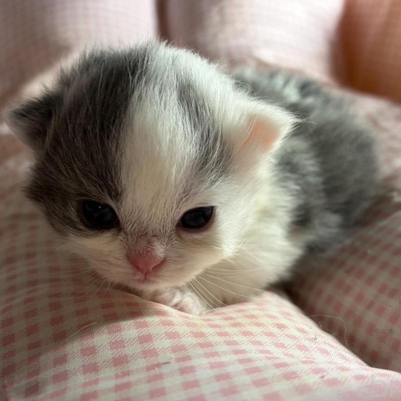 販売中の愛知県のミヌエット(短足)-139638