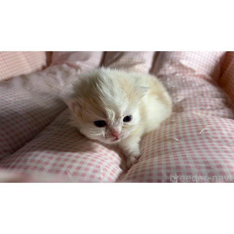 販売中の愛知県のミヌエット(短足)-139639の12枚目