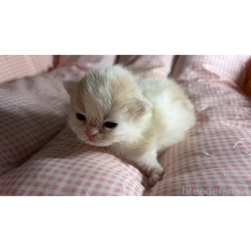 販売中の愛知県のミヌエット(短足)-139639の11枚目