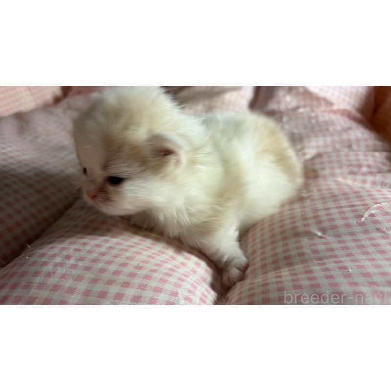 販売中の愛知県のミヌエット(短足)-139639の10枚目