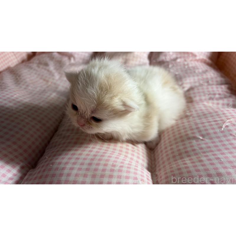 販売中の愛知県のミヌエット(短足)-139639の9枚目