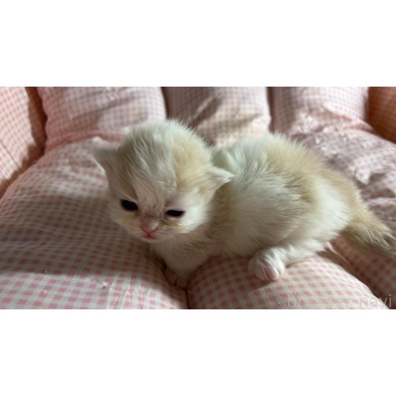 販売中の愛知県のミヌエット(短足)-139639の6枚目