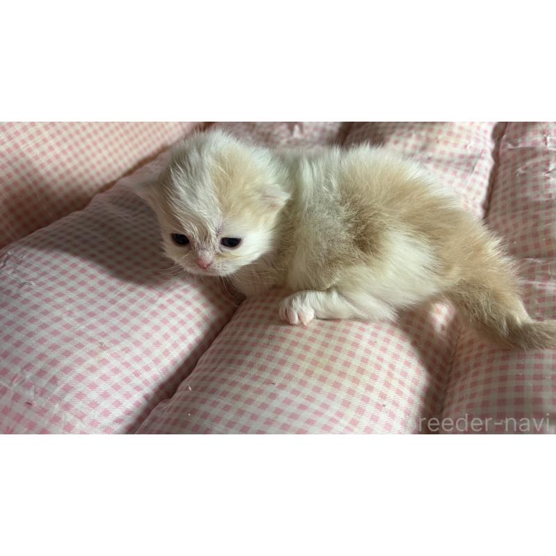 販売中の愛知県のミヌエット(短足)-139639の7枚目