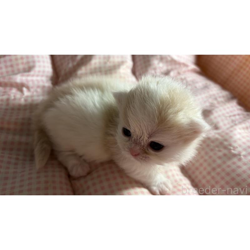 販売中の愛知県のミヌエット(短足)-139639の5枚目