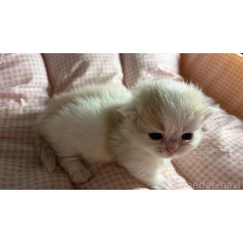 販売中の愛知県のミヌエット(短足)-139639の3枚目