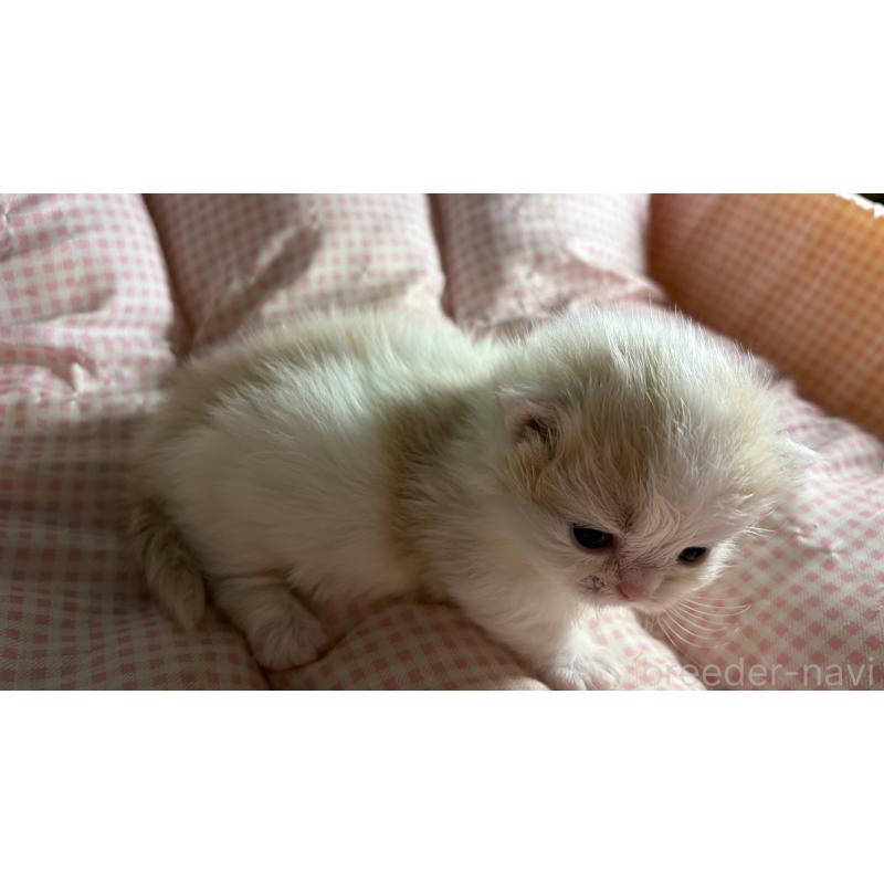 販売中の愛知県のミヌエット(短足)-139639の2枚目