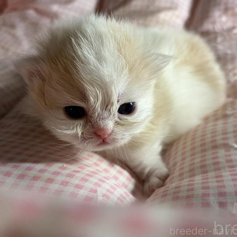 販売中の愛知県のミヌエット(短足)-139639