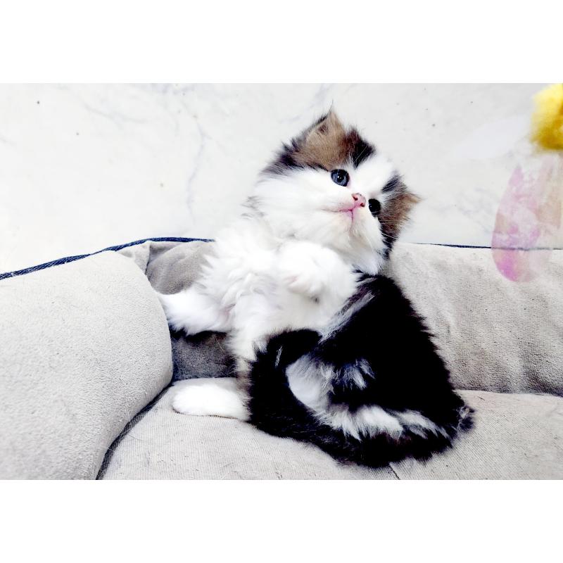 販売中の北海道のスコティッシュストレート-139640の9枚目