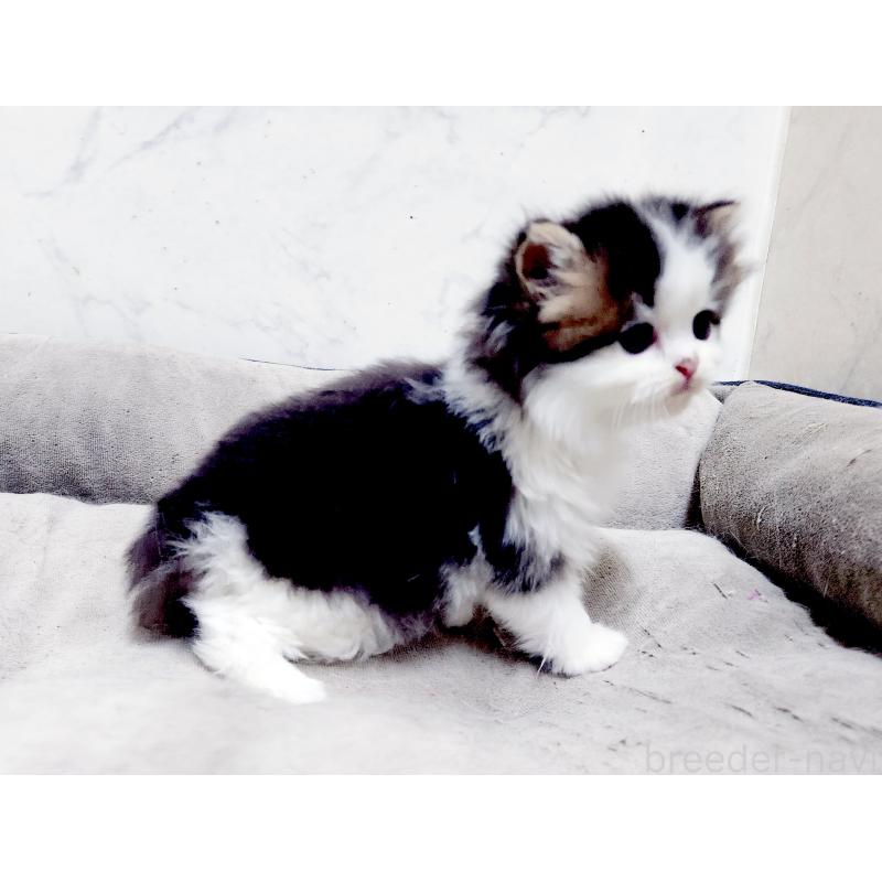 販売中の北海道のスコティッシュストレート-139640の8枚目