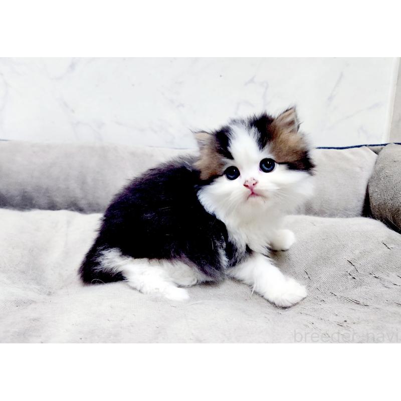 販売中の北海道のスコティッシュストレート-139640の7枚目