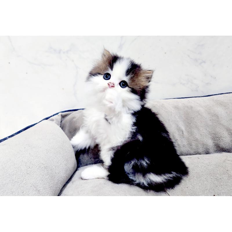 販売中の北海道のスコティッシュストレート-139640の5枚目