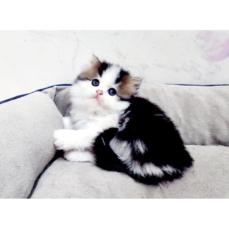 販売中の北海道のスコティッシュストレート-139640の4枚目