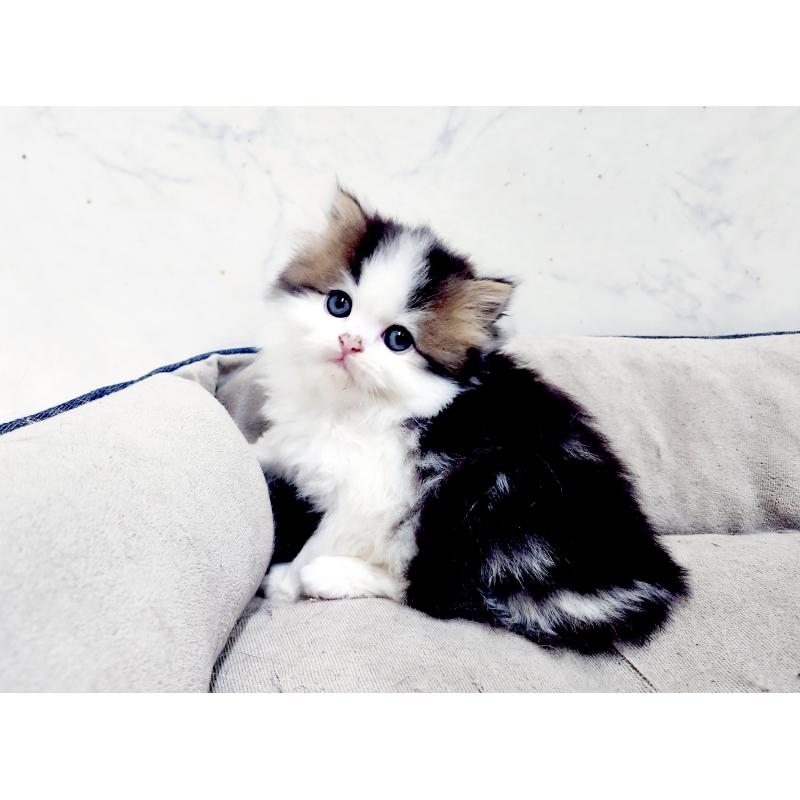 販売中の北海道のスコティッシュストレート-139640の3枚目