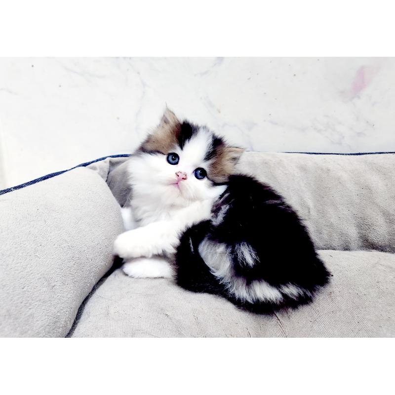 販売中の北海道のスコティッシュストレート-139640の2枚目