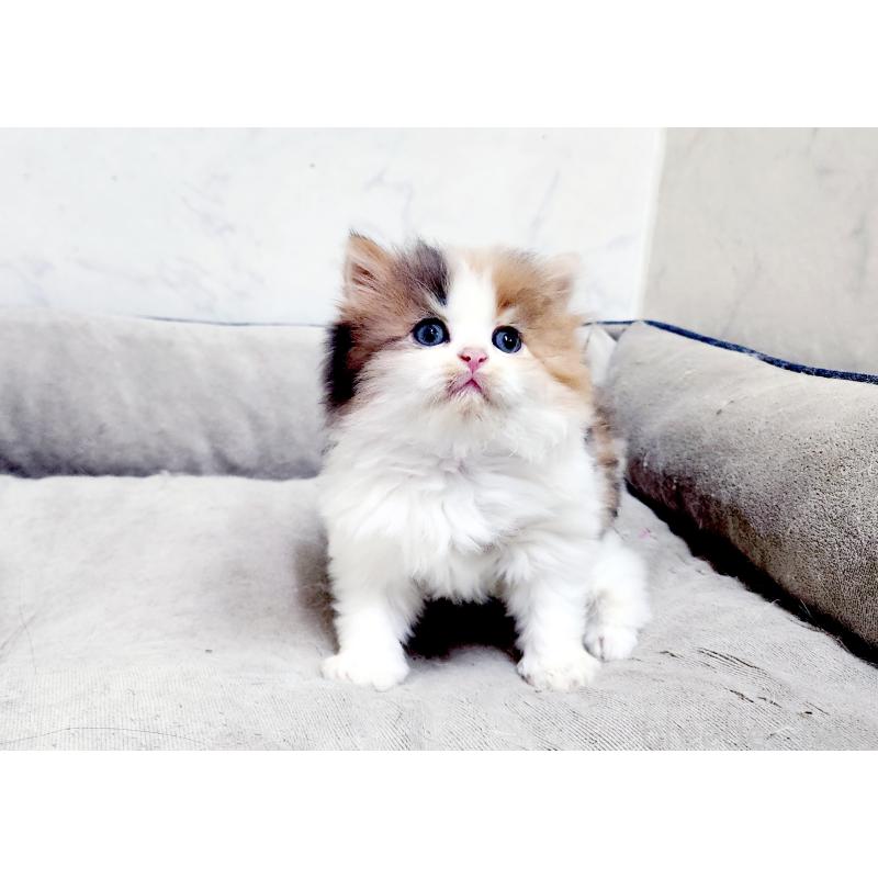 販売中の北海道のスコティッシュストレート-139641の7枚目