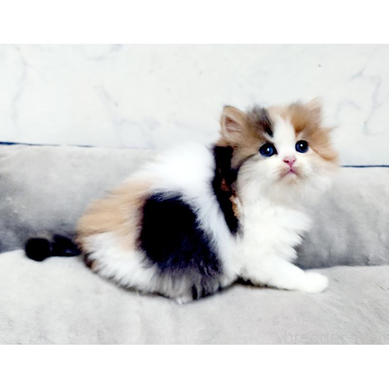 販売中の北海道のスコティッシュストレート-139641の6枚目