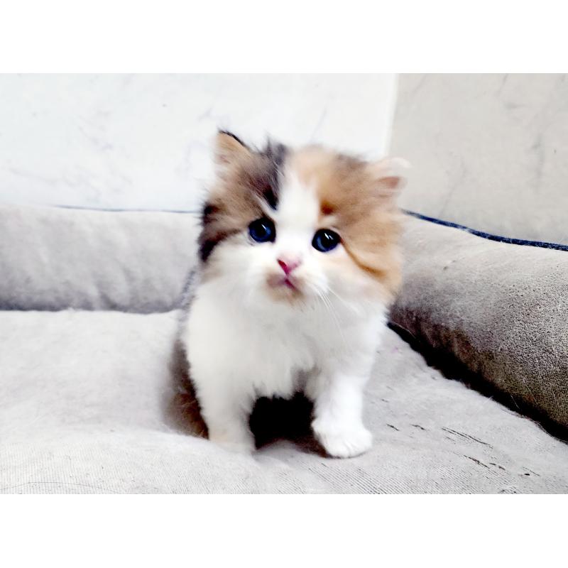 販売中の北海道のスコティッシュストレート-139641の5枚目