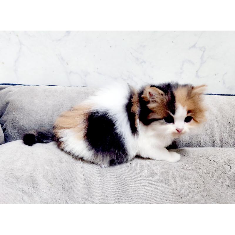 販売中の北海道のスコティッシュストレート-139641の4枚目