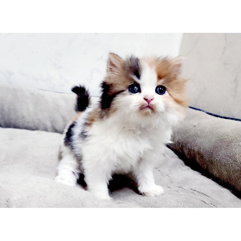 販売中の北海道のスコティッシュストレート-139641の3枚目