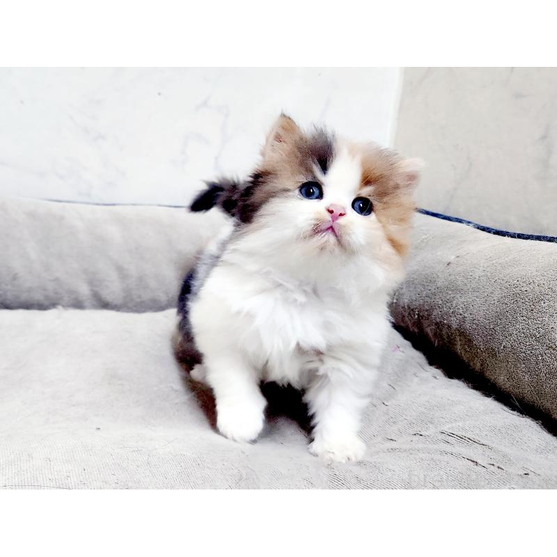 販売中の北海道のスコティッシュストレート-139641の2枚目