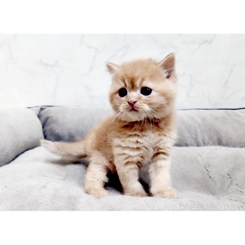 販売中の北海道のスコティッシュストレート-139642の9枚目