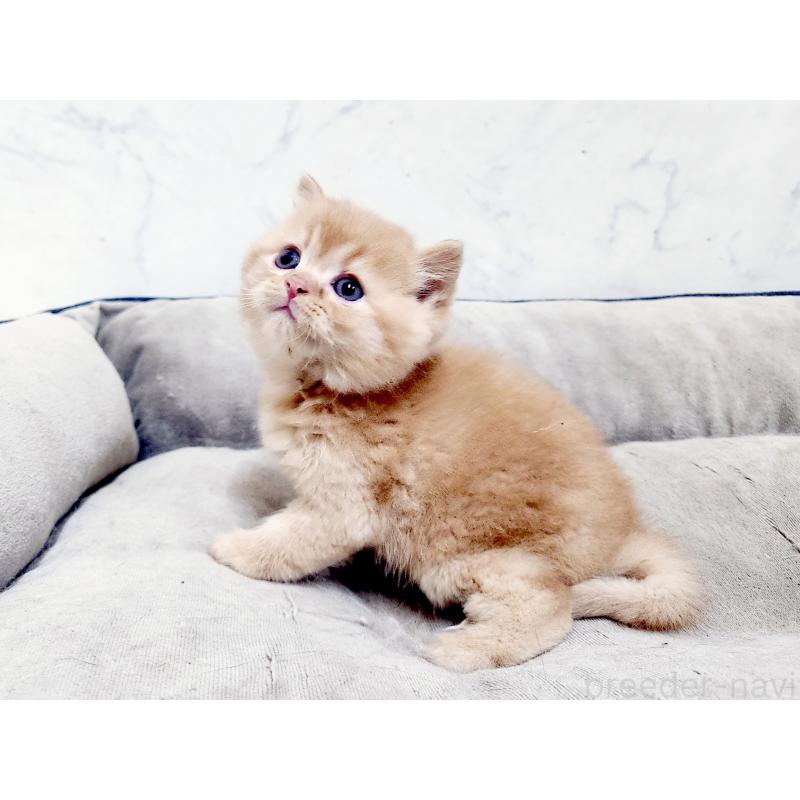 販売中の北海道のスコティッシュストレート-139642の8枚目